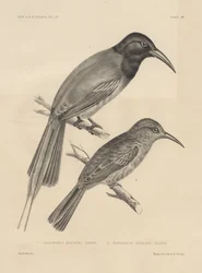 1. Meropogan Breweri und 2. Meropiscus Mulleri, Lithographie von J.T. Bowen, 1850